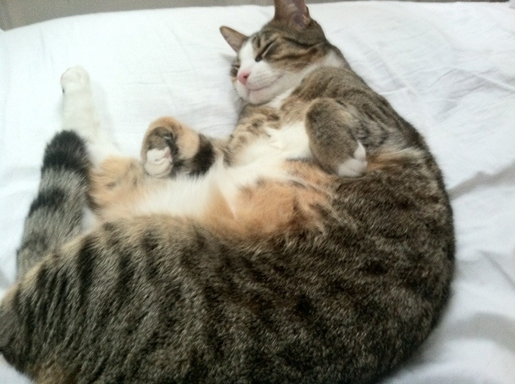 足球双响夜，拉什福德爆发梅开二度，勒沃库森跨洋力克加拿大劲旅