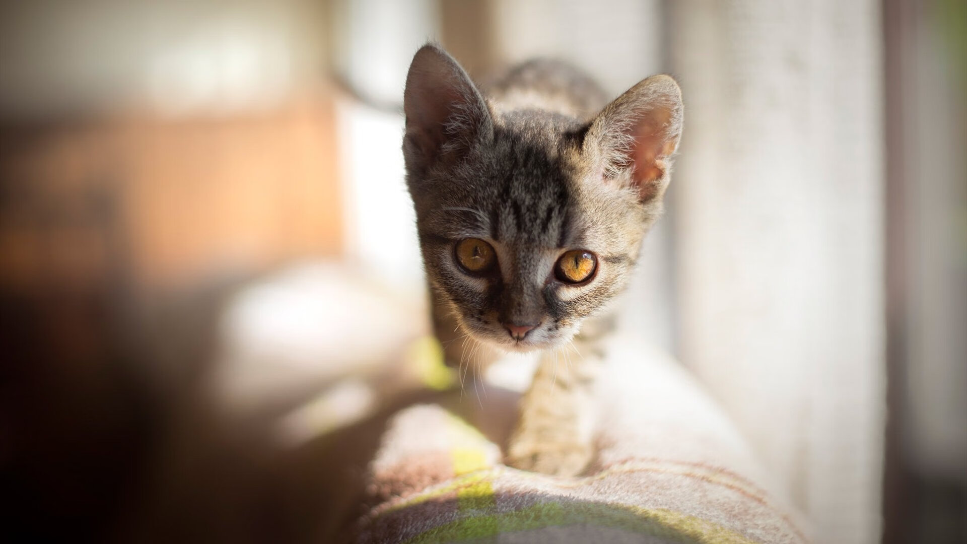 福克斯跨次元连线，单节狂潮击溃灰熊军团