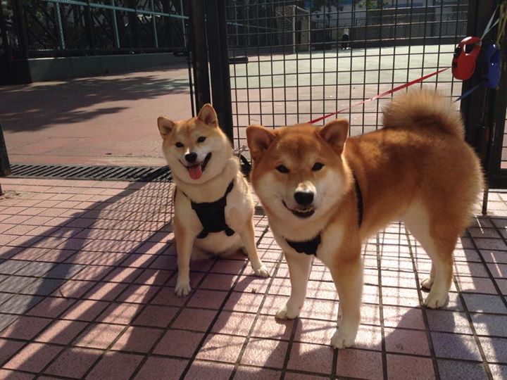 开云体育-欧冠淘汰赛焦点战，拜仁如灰熊般制霸，阿森纳黄蜂攻势难刺穿