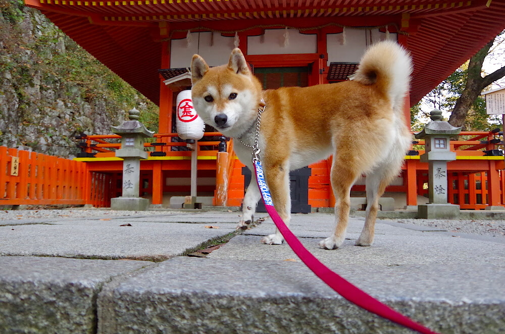 开云体育平台APP-虚拟对决，湖人横扫深圳队，约基奇攻防转换显神威