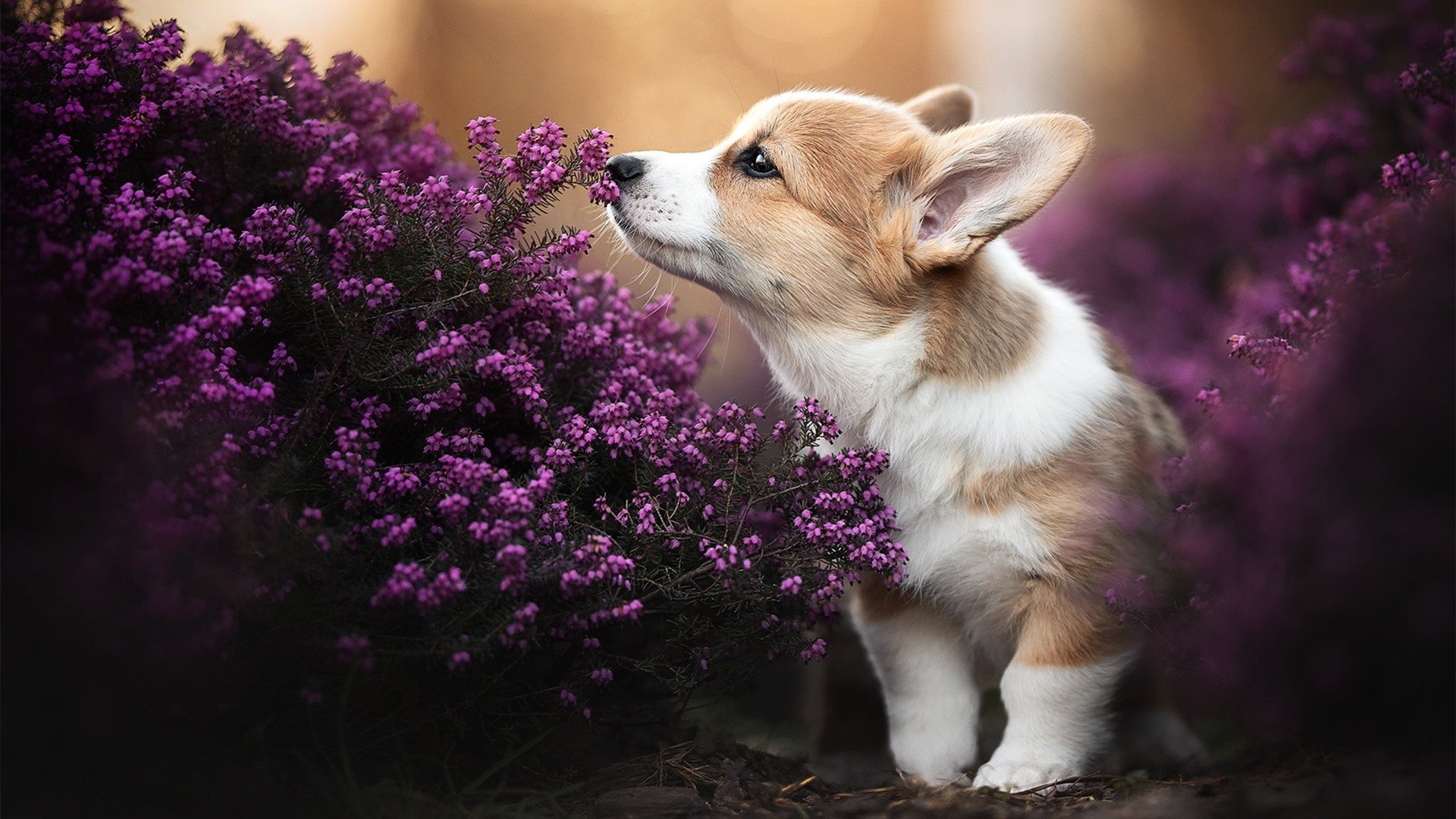 特奥97分钟世界波绝杀！卡塔尔友谊赛爆冷2-1逆转AC米兰