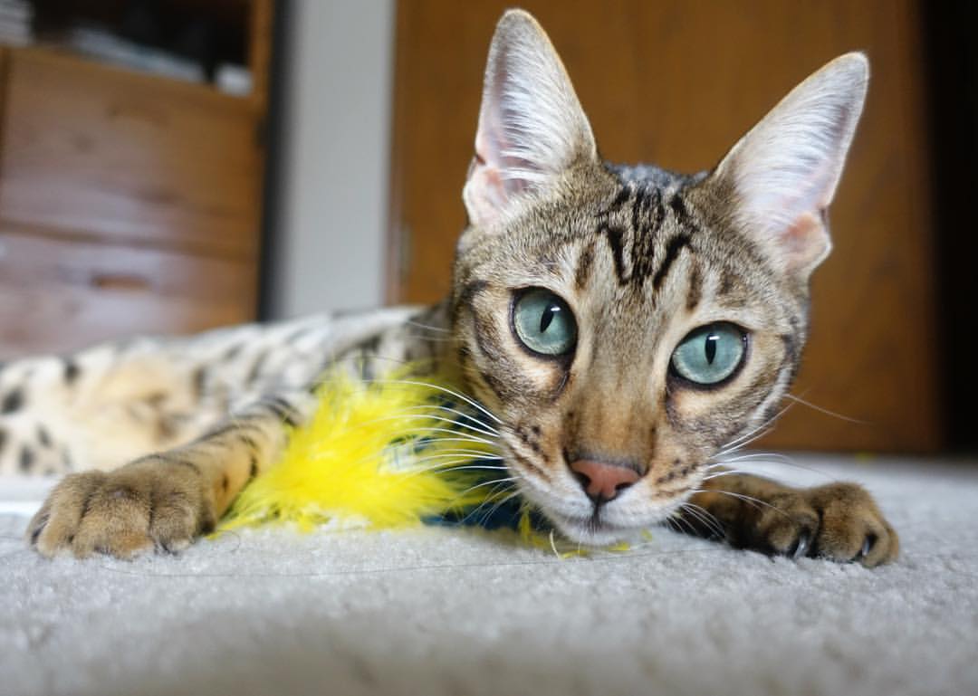 开云体育APP下载-当东方巨龙遭遇绿衫军，辽宁队逆境中见证拉文个人能力完全展现