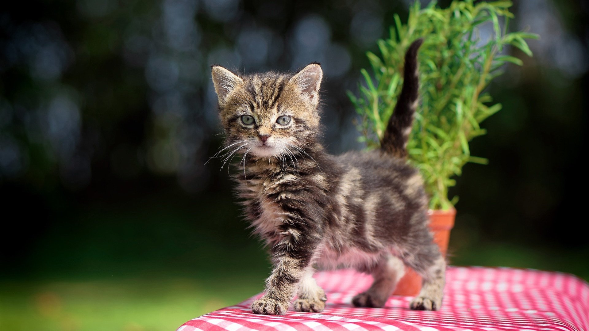 开云体育APP下载-巨人秀场，保罗才是唯一的导演