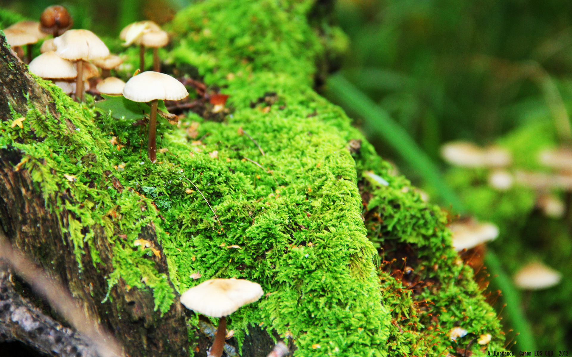 闪电时刻，拉文一锤定音，雷霆轻取爵士