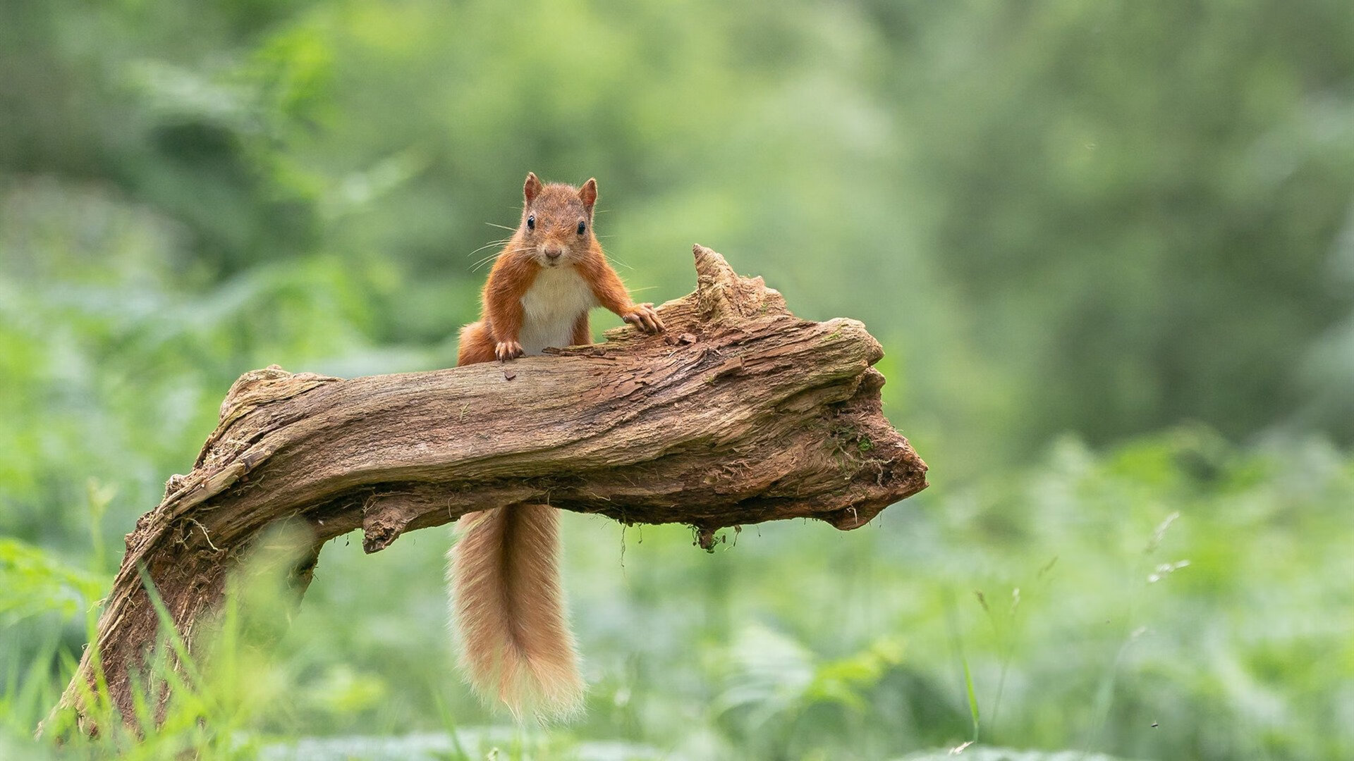东方巨人撞墙记，国王险胜上海队，浓眉成无解方程式
