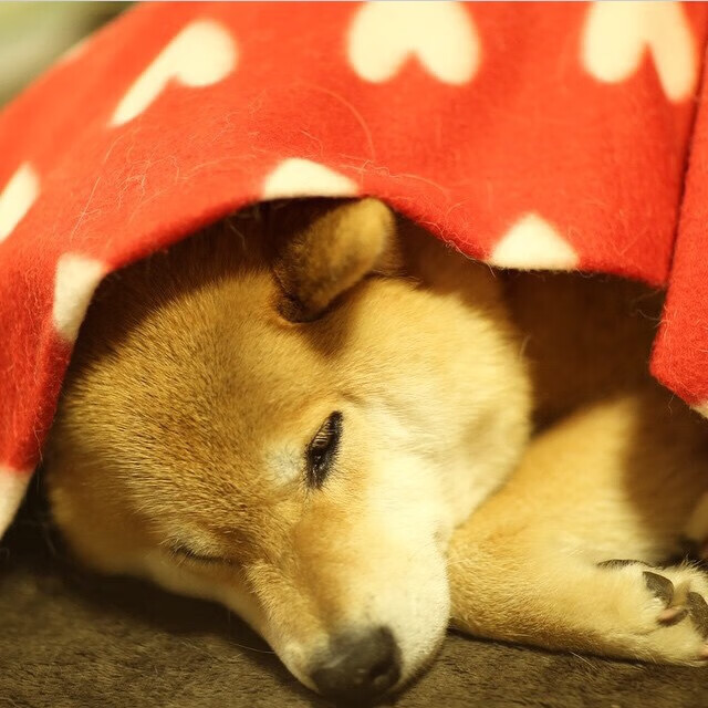 开云体育中国-当旧神降临维京战吼，苏亚雷斯数据爆炸之夜，唯一性与荒谬性的足球诗篇