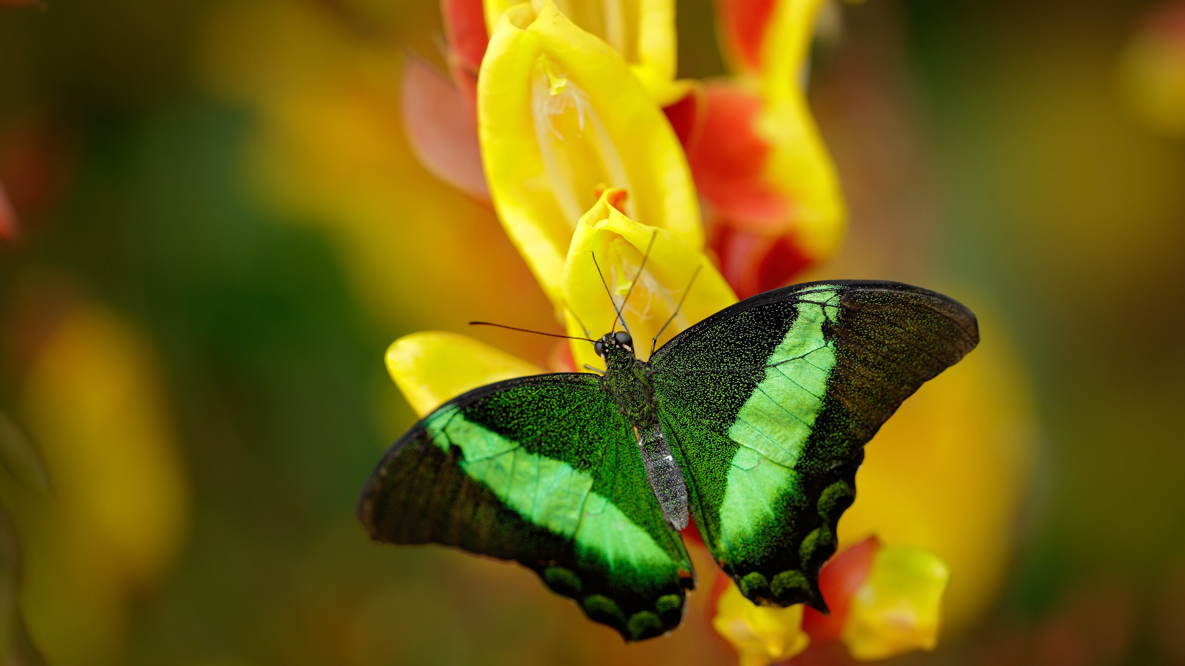 开云体育登录-血战七场，涅槃重生，公牛21分惊天逆转，抢七夜铸就唯一传奇