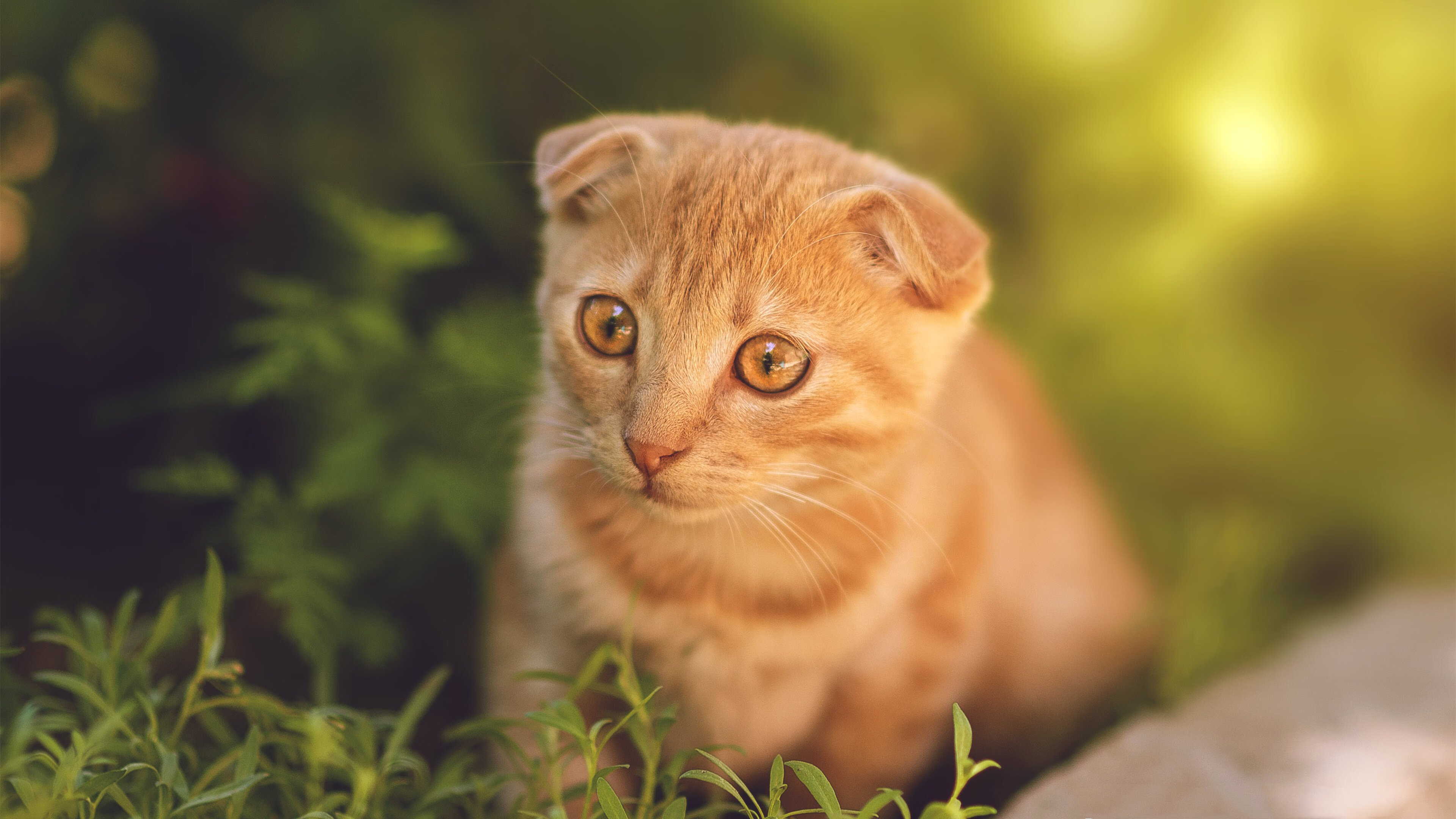 开云体育app-唯一，西甲国家德比之夜，为何闪耀的是阿劳霍？