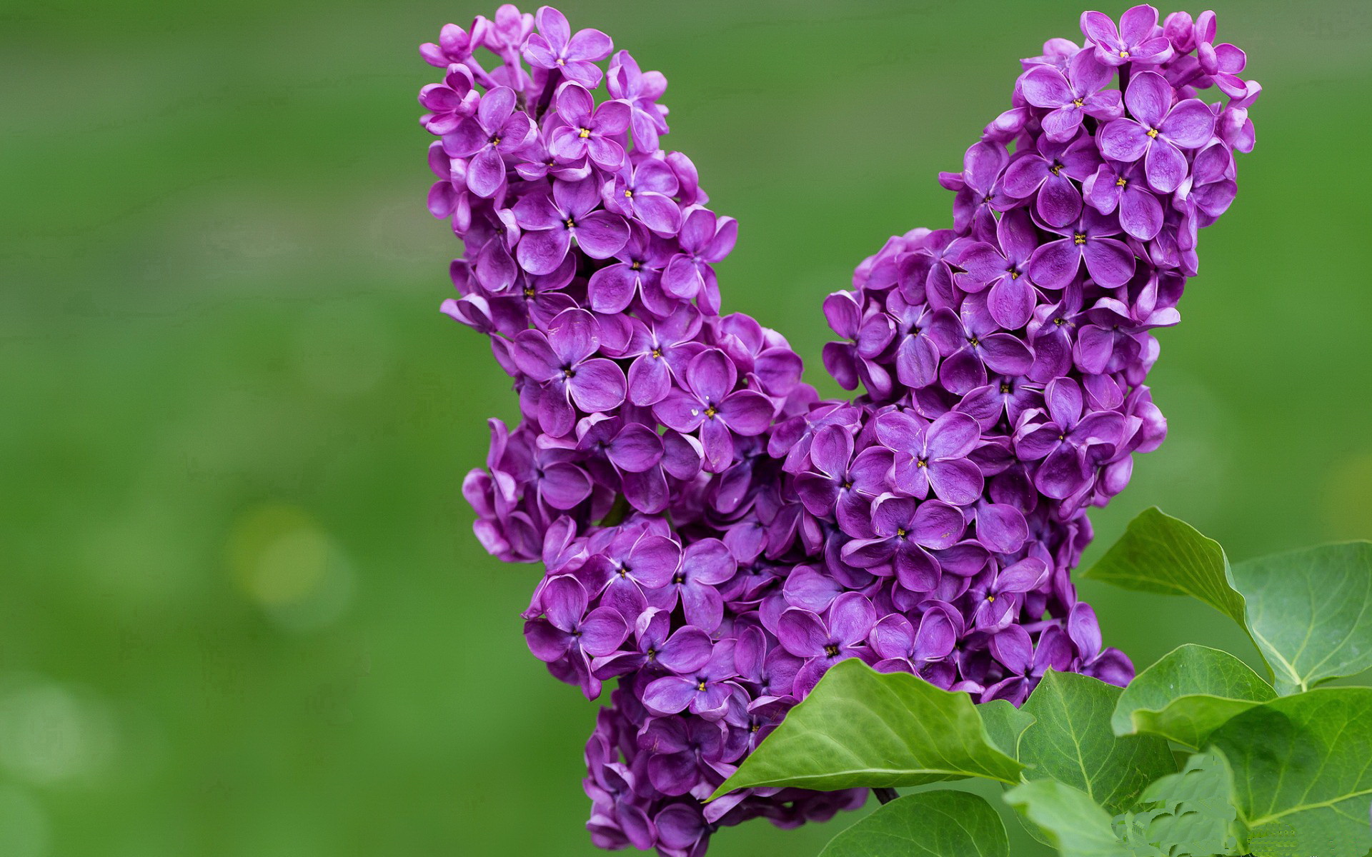 沙漠之狐的逆袭，2026世界杯G组，突尼斯钢铁防线碾压日耳曼战车，苏亚雷斯绝命一击书写不老传奇